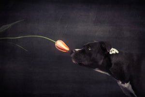 framedposter-print-first-approach-hildegard-and-the-tulip