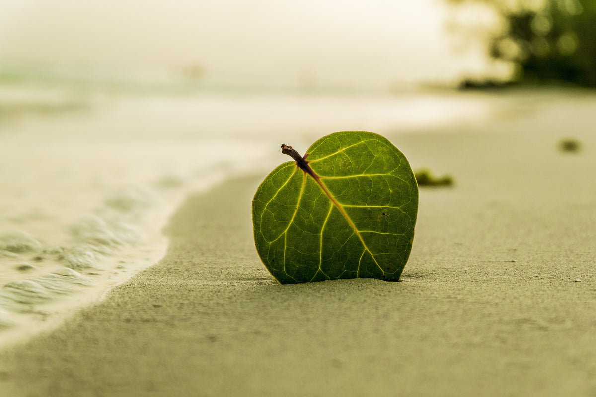 modern-3-piece-acrylic-print-beach-leaf