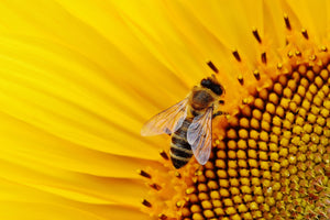 acrylic-print-bee-on-the-sunflower