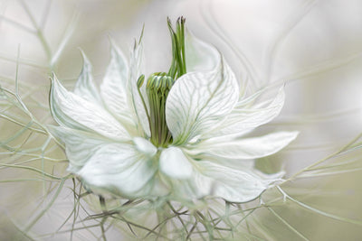 poster-print-nigella-xdf