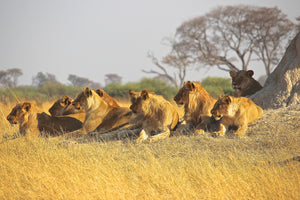 aluminium-print-lion-family