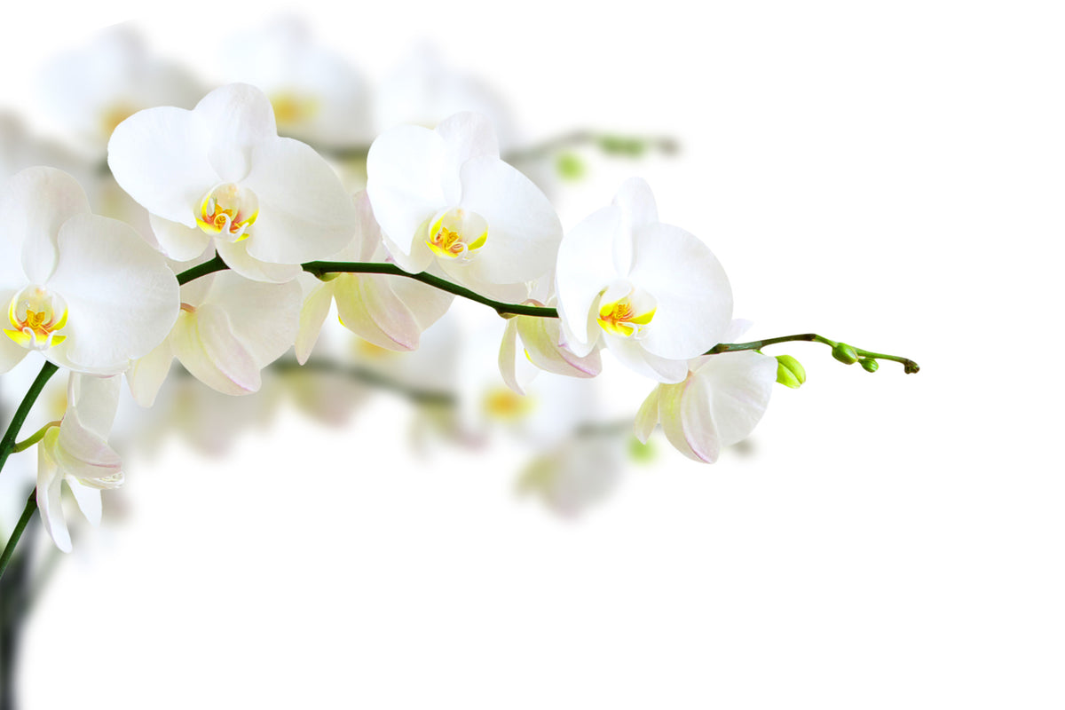 3-piece-aluminium-print-white-orchids