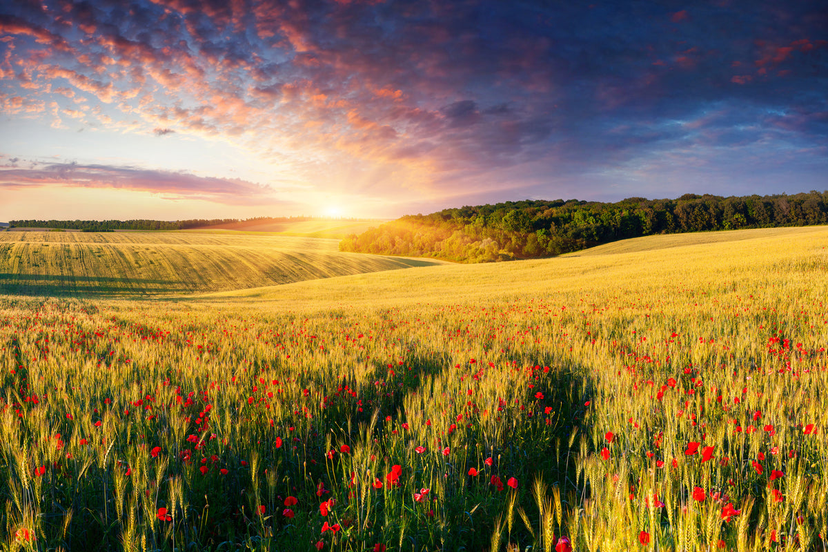 acrylic-print-a-flower-field-at-sunrise