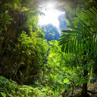 4-piece-aluminium-print-clearing-in-the-jungle