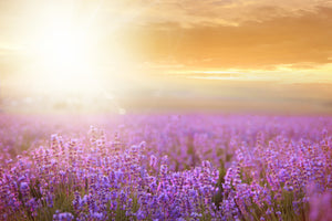 modern-3-piece-aluminium-print-sunset-in-lavender-field