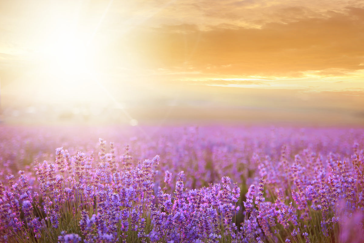 modern-3-piece-aluminium-print-sunset-in-lavender-field