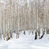 9-piece-acrylic-print-birch-forest-tracks-in-snow