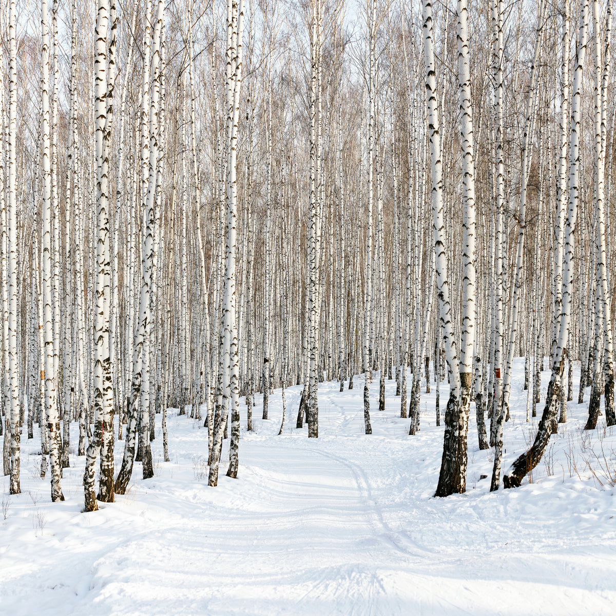 9-piece-acrylic-print-birch-forest-tracks-in-snow