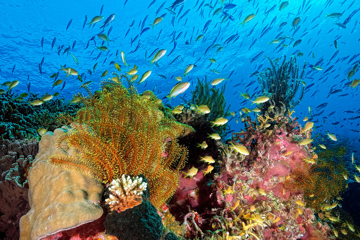 acrylic-print-reef-at-cabilao-x