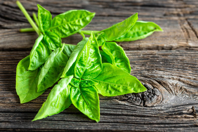 poster-print-basil-leaves-ii