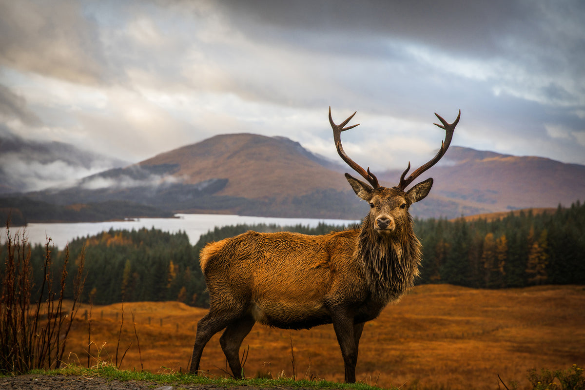 framedcanvas-print-scottish-stag