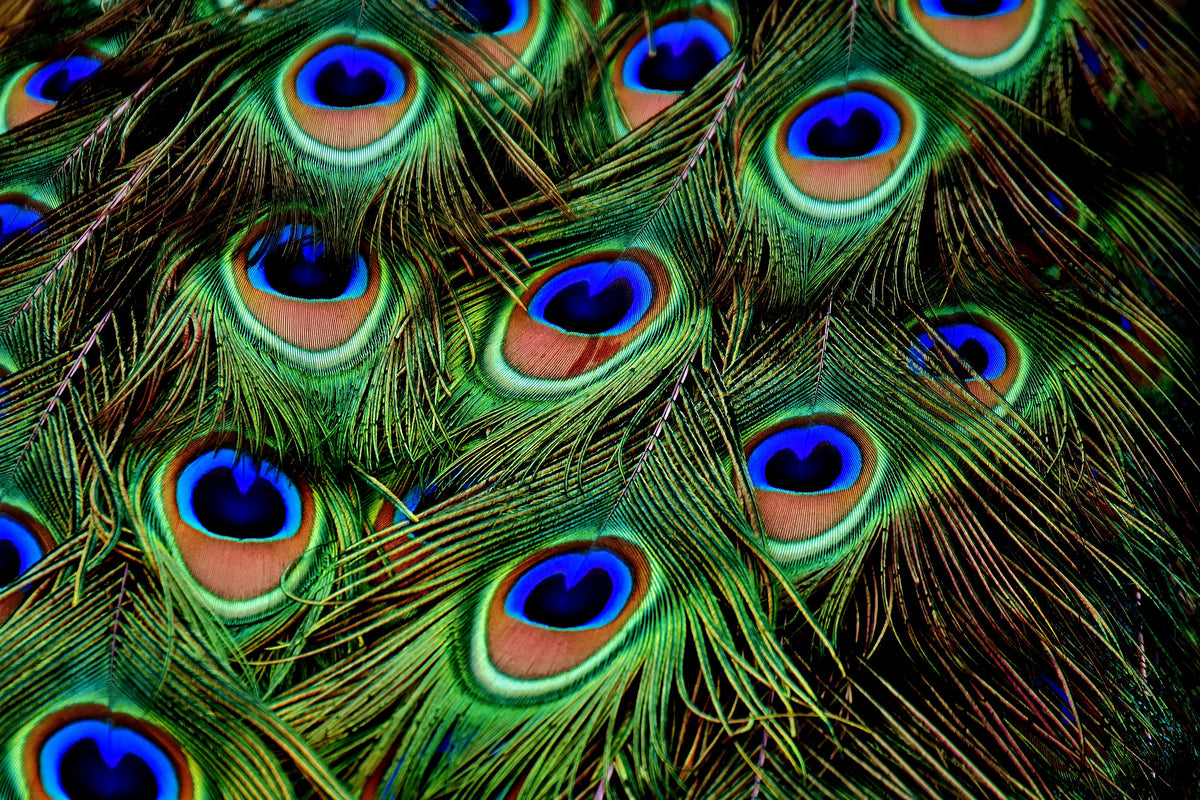 framedposter-print-peacock-feathers-xxl