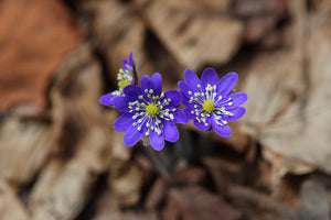 poster-print-wildflowers