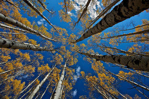 framedposter-print-aspen-s-fall-x