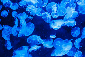 framedcanvas-print-many-jellyfish-in-the-blue-water