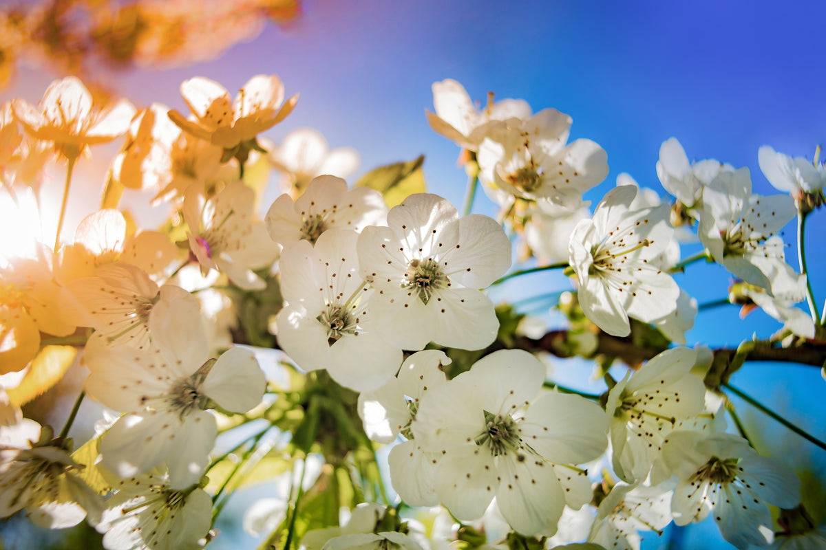 3-piece-acrylic-print-the-apple-tree-blossom