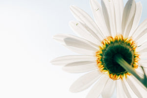 acrylic-print-a-daisy