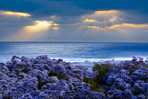 framedposter-print-lavender-and-sea