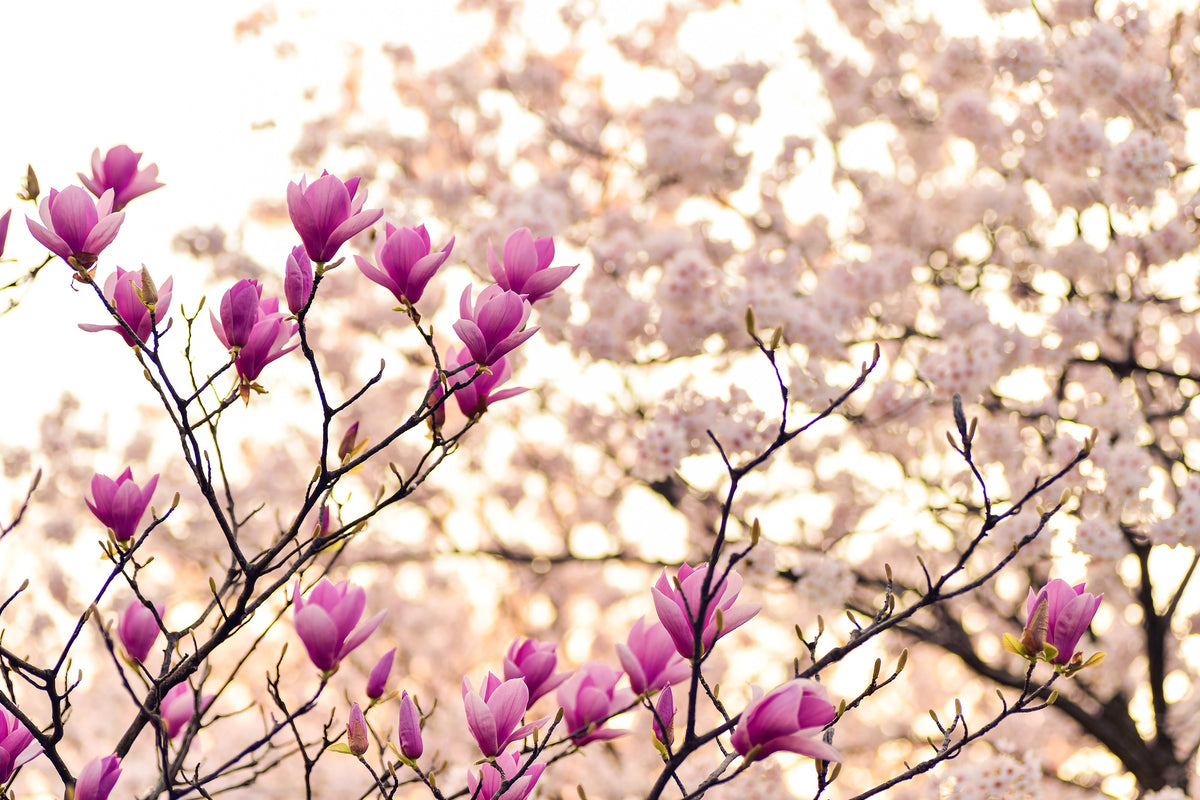 3-piece-aluminium-print-beautiful-magnolia-xl