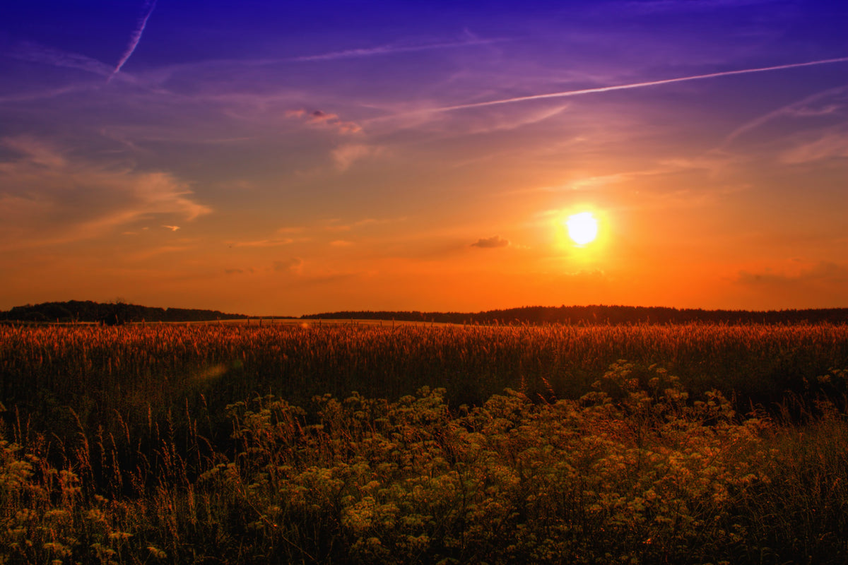acrylic-print-sunset-at-the-flower-field