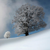 canvas-print-i-am-the-most-beautiful