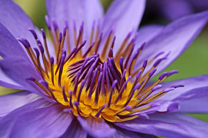 framedposter-print-xxl-water-lily-in-purple