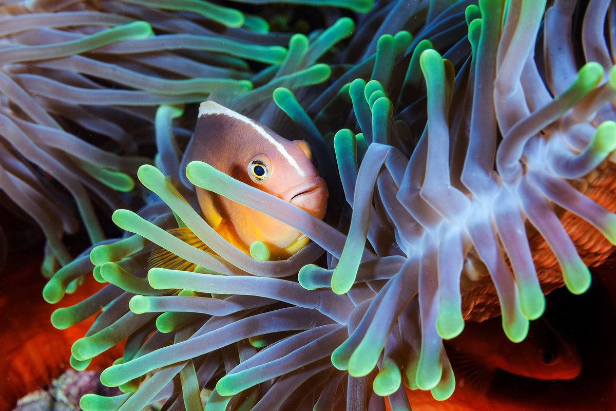 modern-3-piece-canvas-print-clownfish