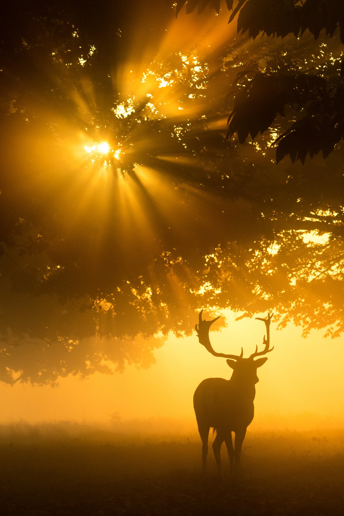 framedposter-print-mist-on-tree-cant-stop-sunshine-x