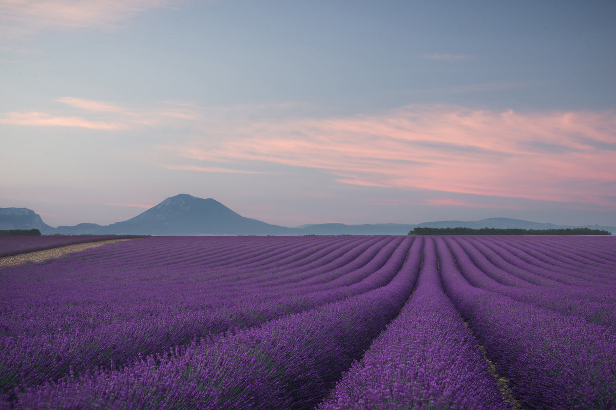 modern-3-piece-acrylic-print-lavender-field