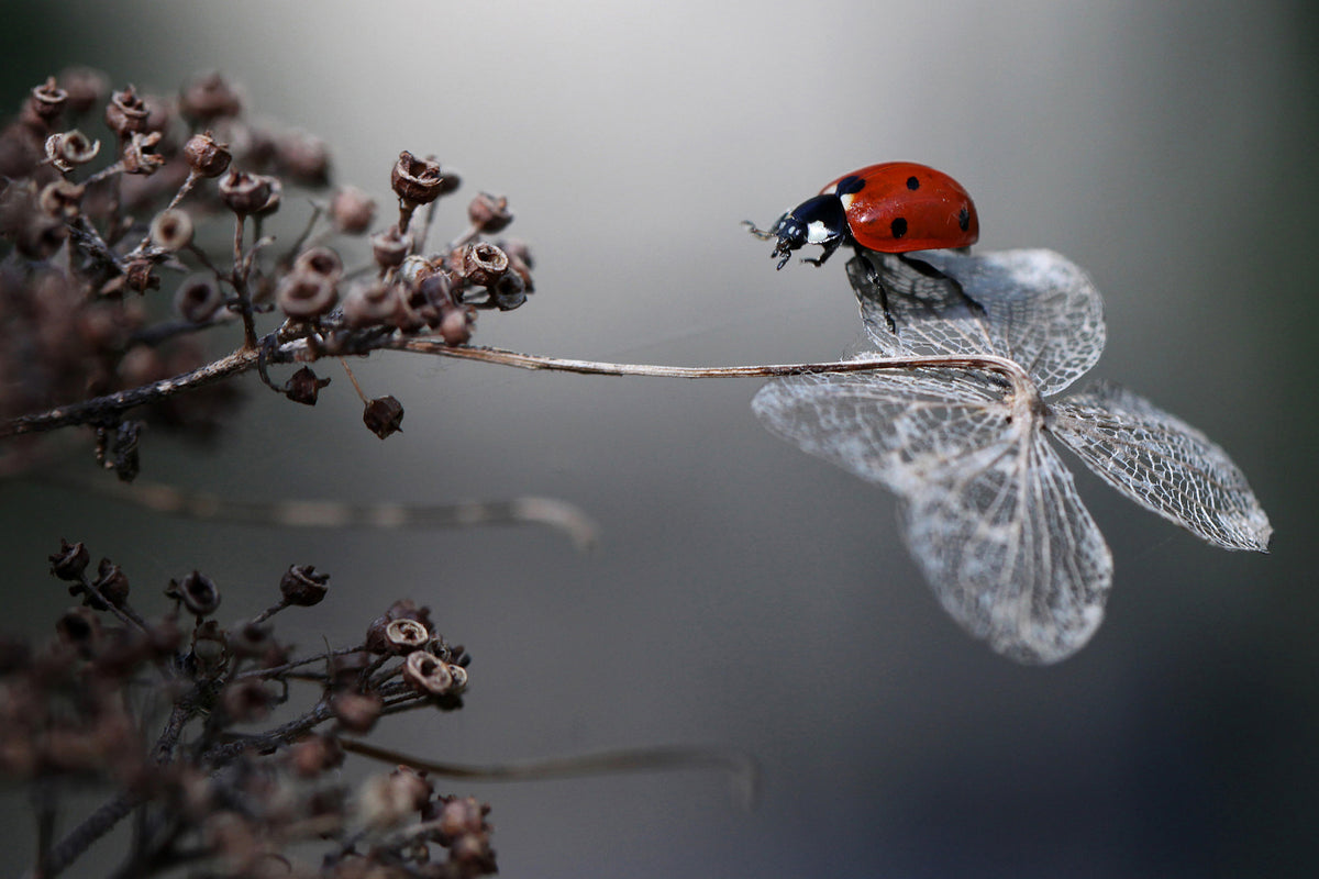 acrylic-print-ladybird-on-hydrangea