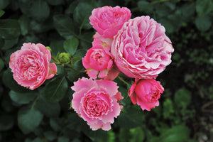 acrylic-print-the-wild-roses-in-pink