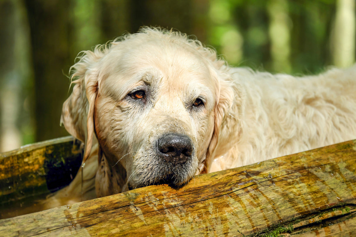 acrylic-print-golden-retriever-in-nature