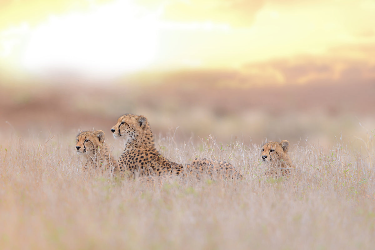 framedcanvas-print-cheetah-family-x
