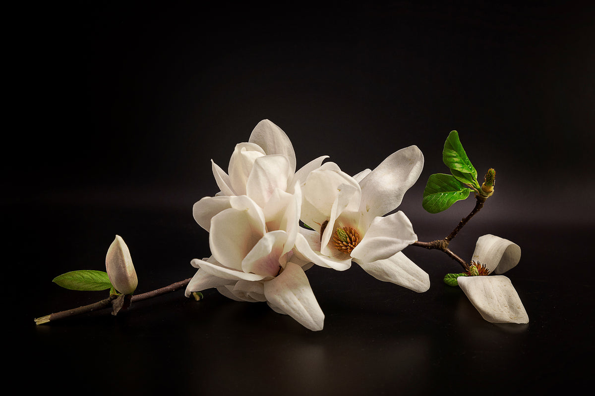 acrylic-print-magnolia