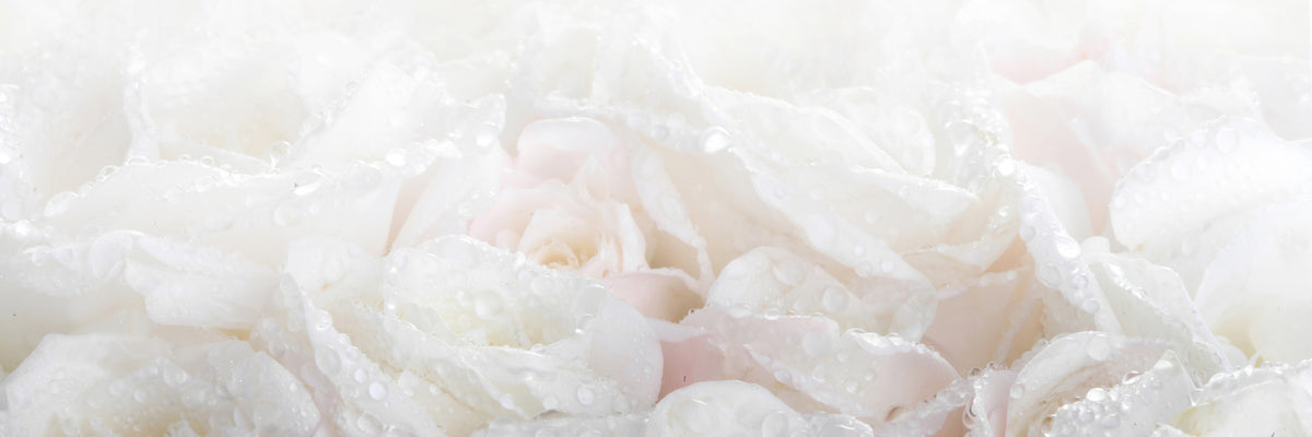 panoramic-3-piece-canvas-print-white-roses-in-the-morning-dew-panorama