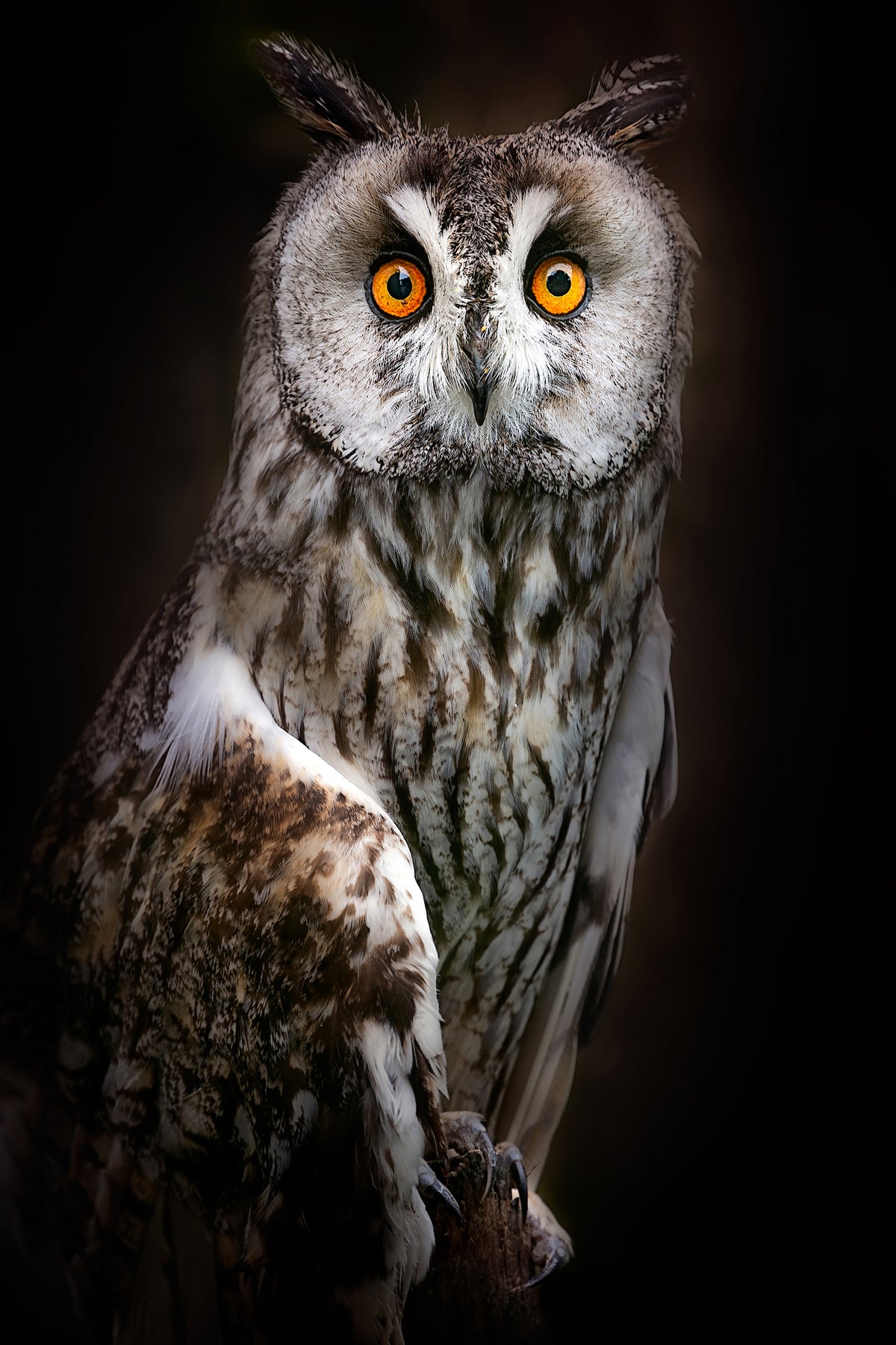 framedposter-print-longeared-owl-portrait-x