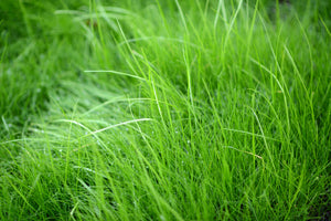 3-piece-acrylic-print-blades-of-grass