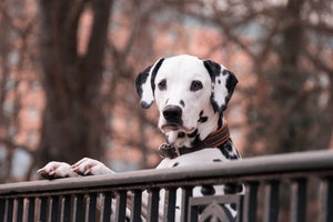 3-piece-canvas-print-watchful-dalmatian