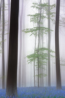 framedcanvas-print-foggy-forest-x