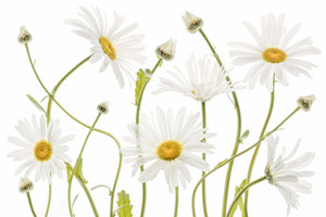 framedposter-print-ox-eye-daisies