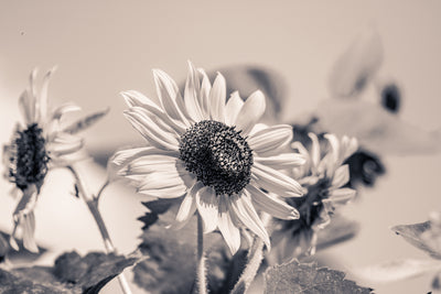 poster-print-sunflowers-sw