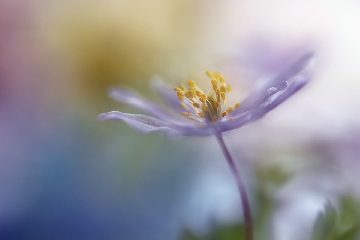 aluminium-print-springtime-watercolor
