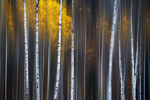 framedcanvas-print-curtain-of-fall