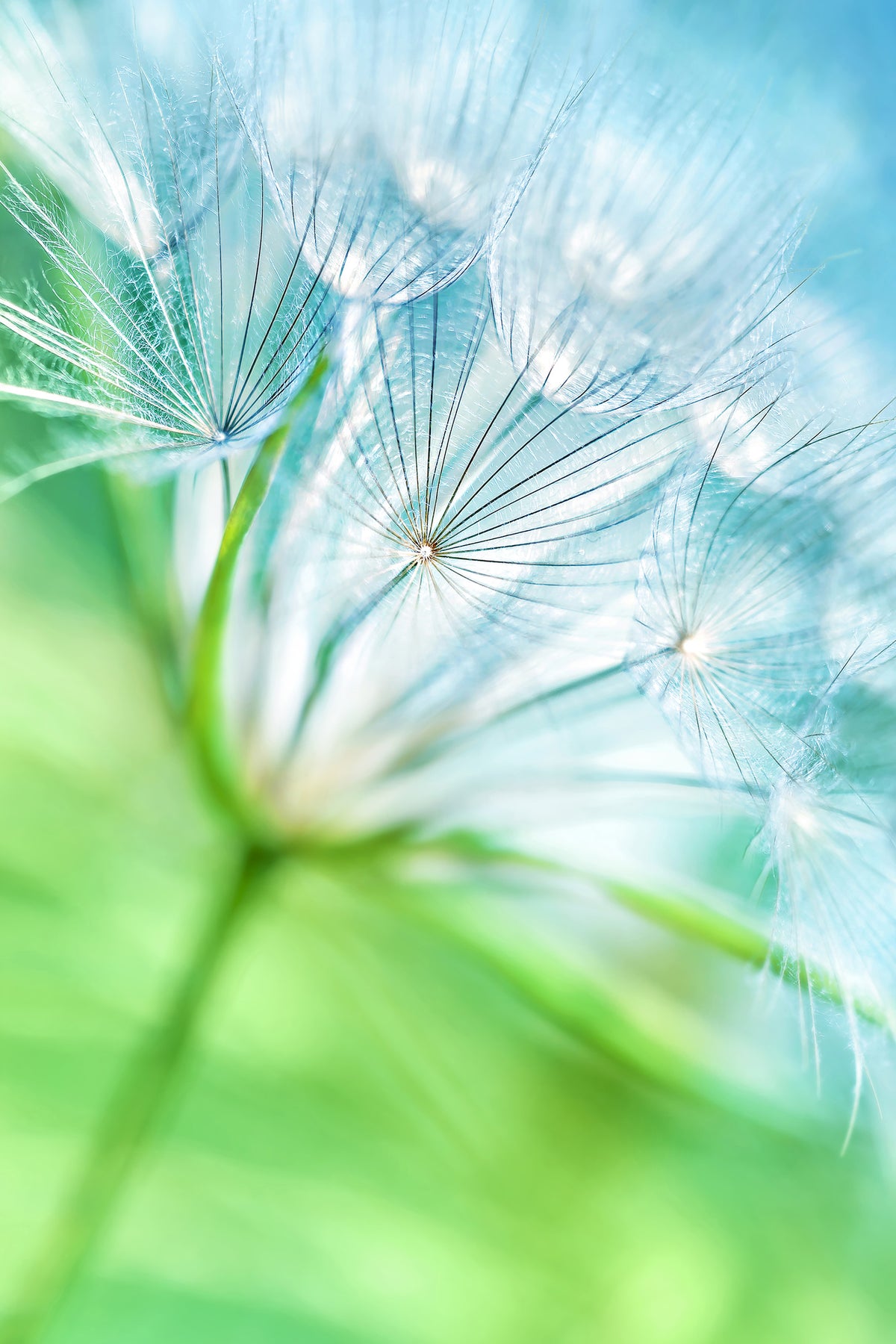 framedposter-print-macro-dandelion