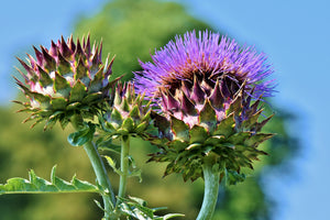 framedcanvas-print-the-artichoke-xl