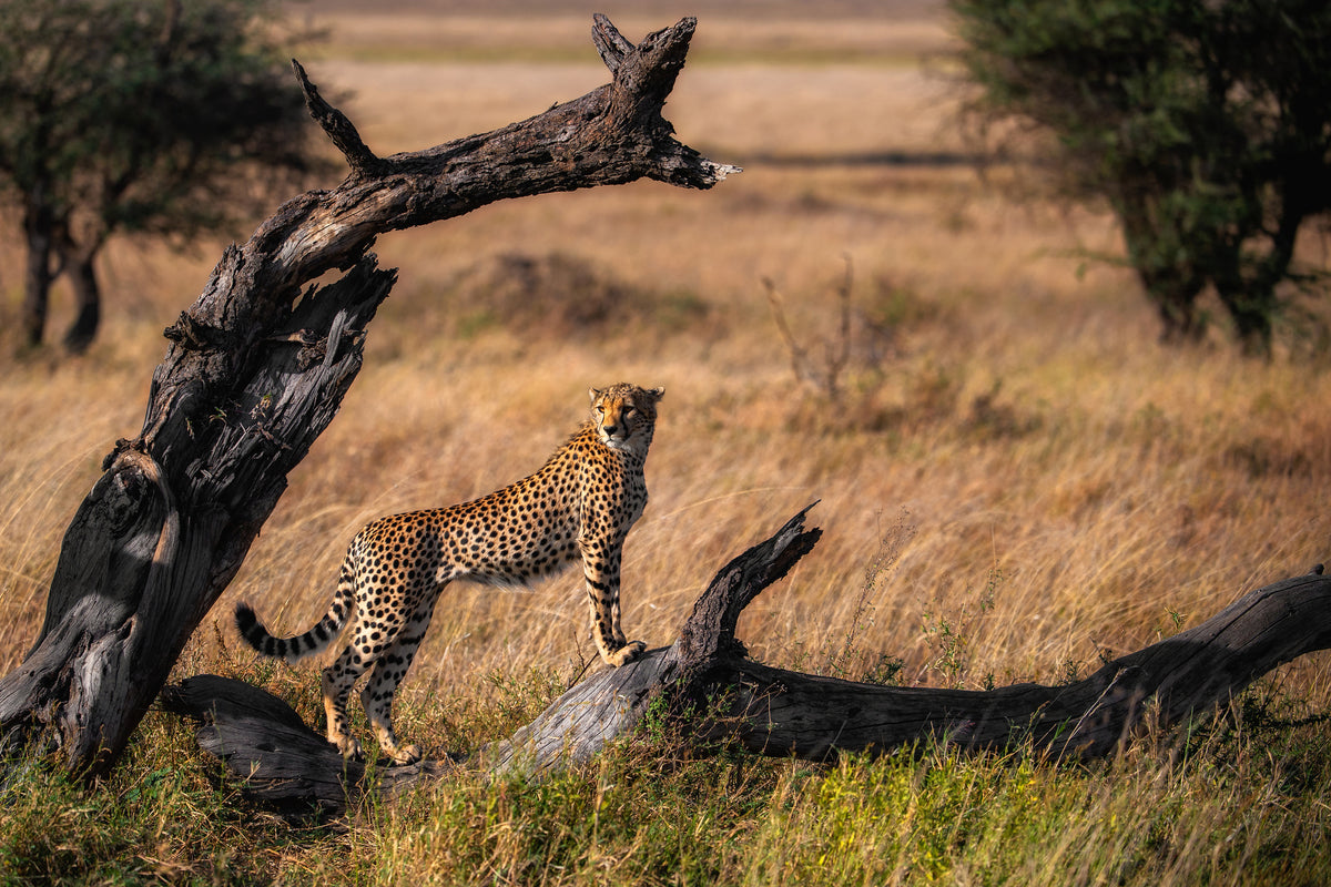 aluminium-print-my-pose-x