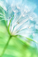 framedcanvas-print-macro-dandelion