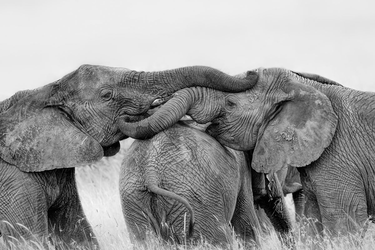 canvas-print-elephant-playing-x