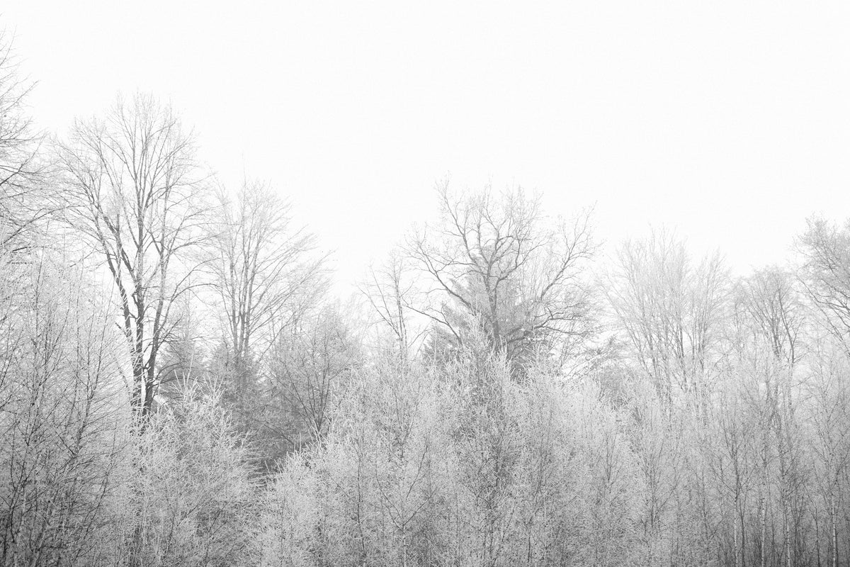 modern-3-piece-canvas-print-birches-in-the-snow