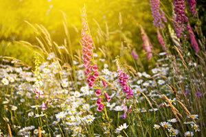 modern-3-piece-canvas-print-summer-flower-meadow